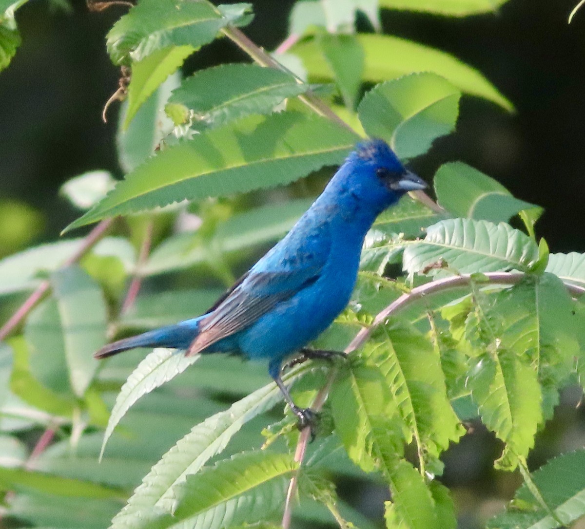 Indigo Bunting - Eve Waterman