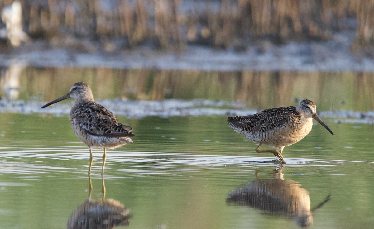 Short-billed Dowitcher - ML622101600