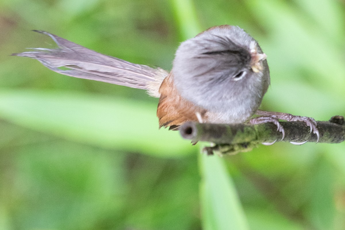 Gray-hooded Parrotbill - ML622101601