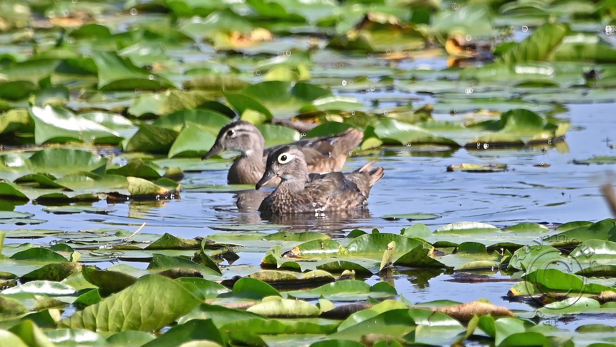 Wood Duck - ML622101602