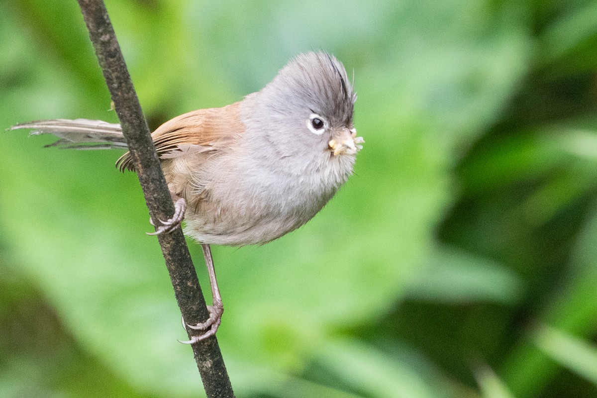 Gray-hooded Parrotbill - ML622101603