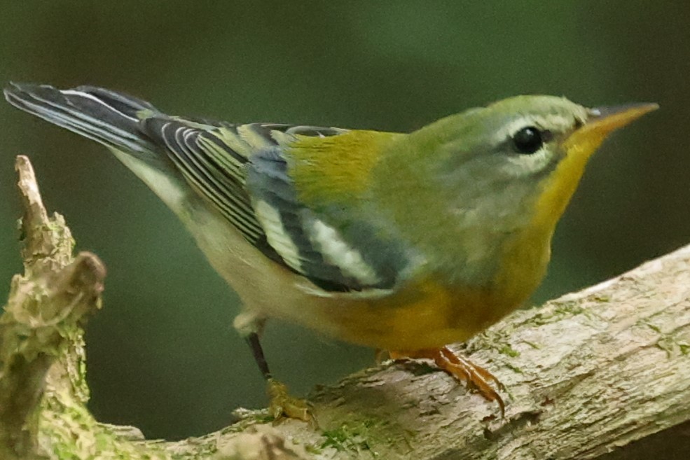 Northern Parula - ML622101604