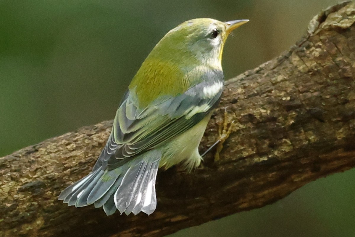 Northern Parula - Duane Yarbrough