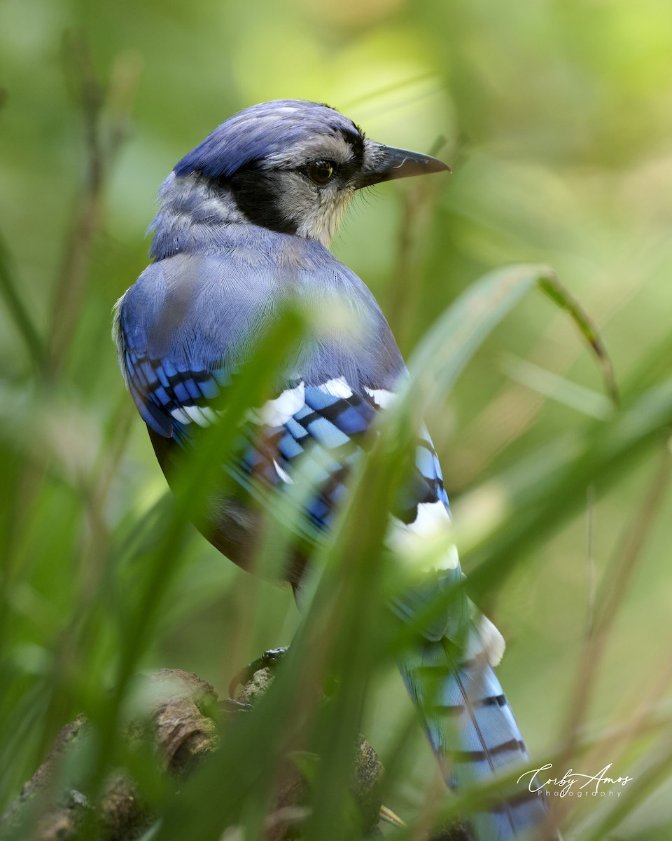 Blue Jay - ML622101608