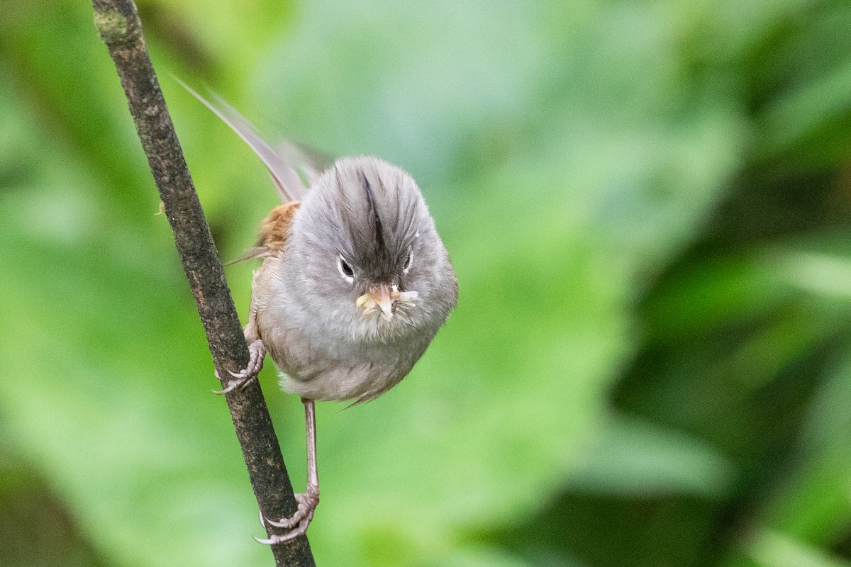 Gray-hooded Parrotbill - Sue Wright