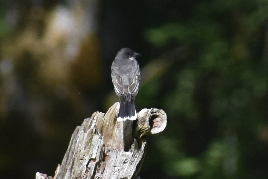 Eastern Kingbird - ML622101613