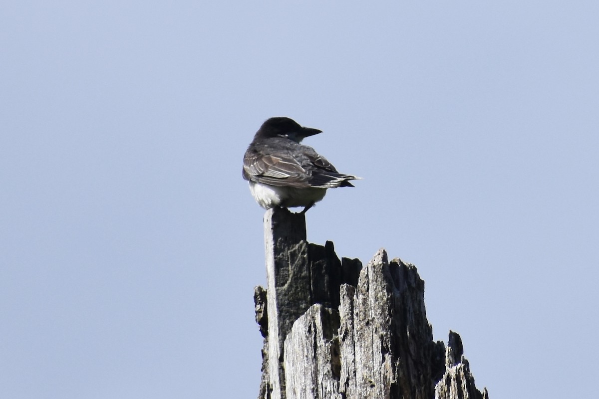 Eastern Kingbird - Nathan O'Reilly