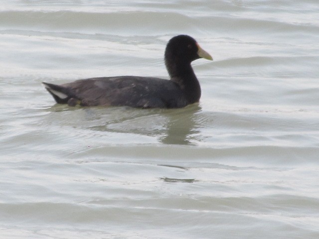White-winged Coot - ML622101615