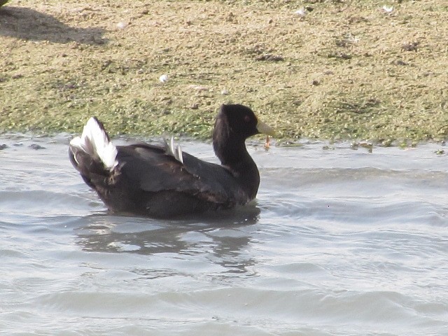 White-winged Coot - ML622101616