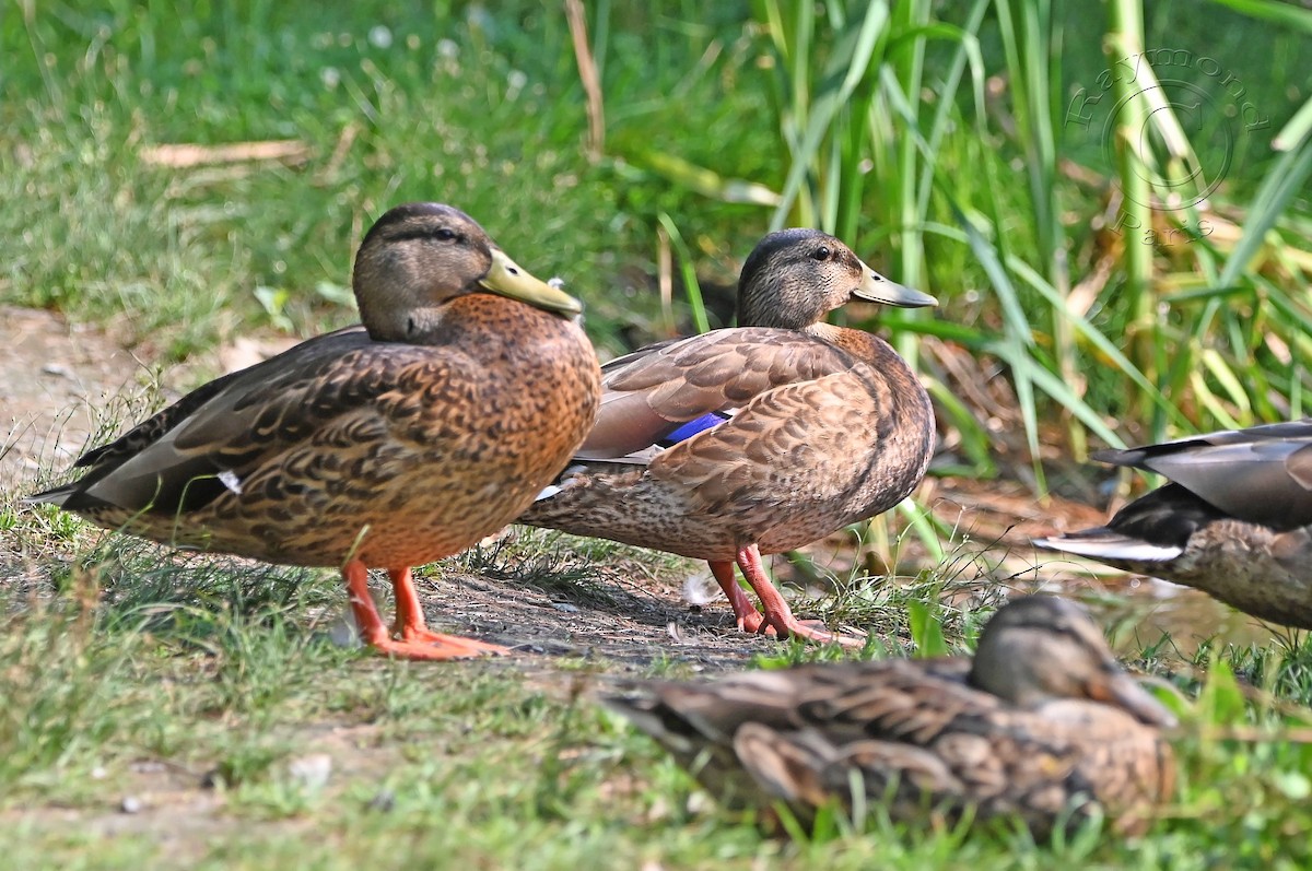 Mallard - ML622101617