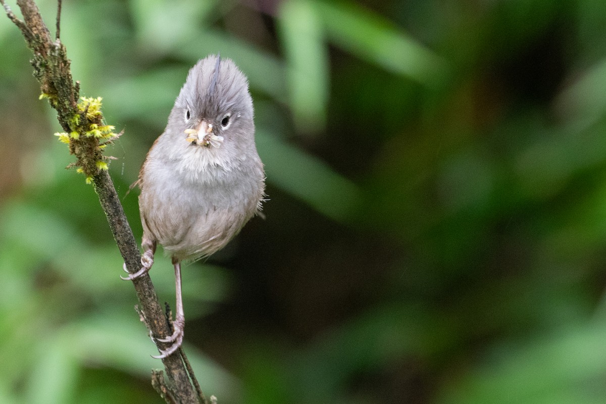 Gray-hooded Parrotbill - ML622101618