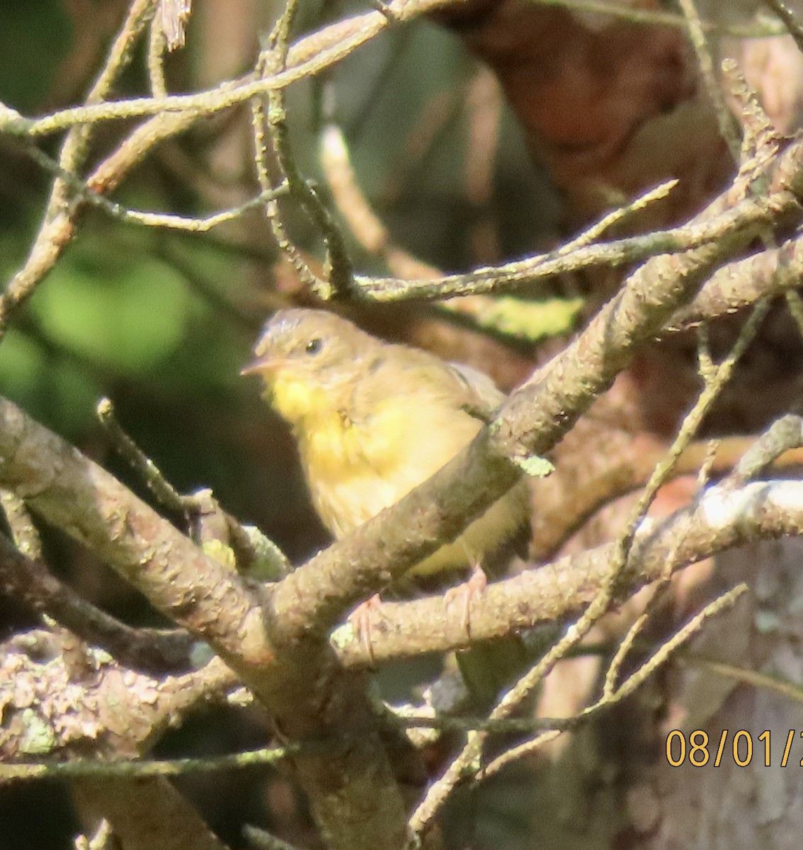 Common Yellowthroat - ML622101619