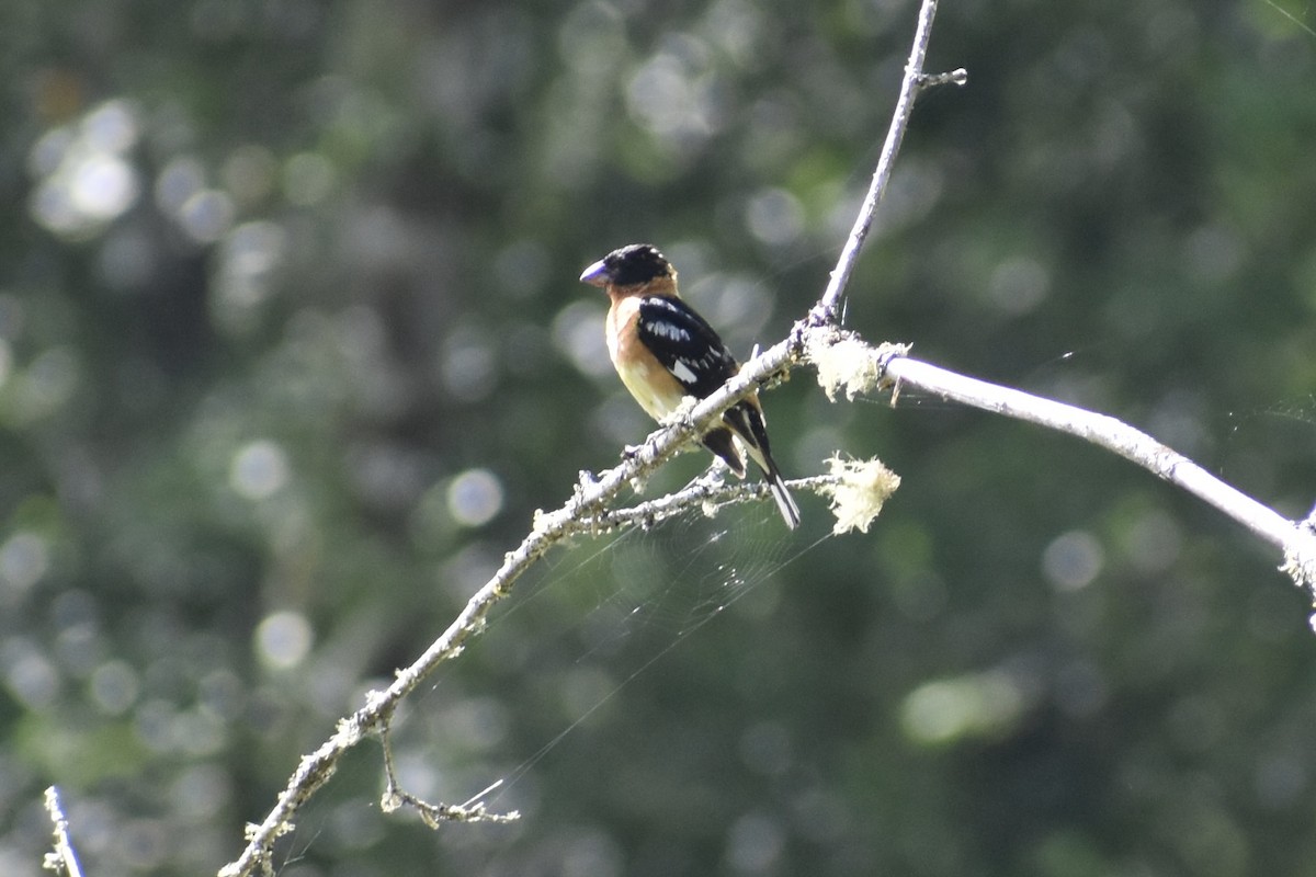 Black-headed Grosbeak - ML622101620