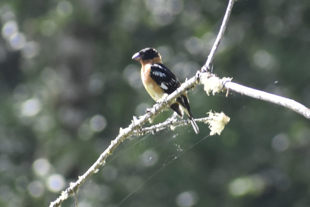 Black-headed Grosbeak - ML622101621