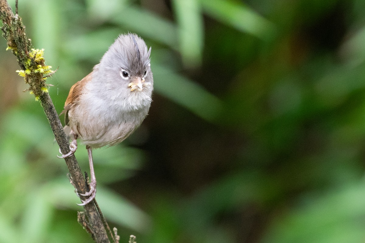 Gray-hooded Parrotbill - ML622101623