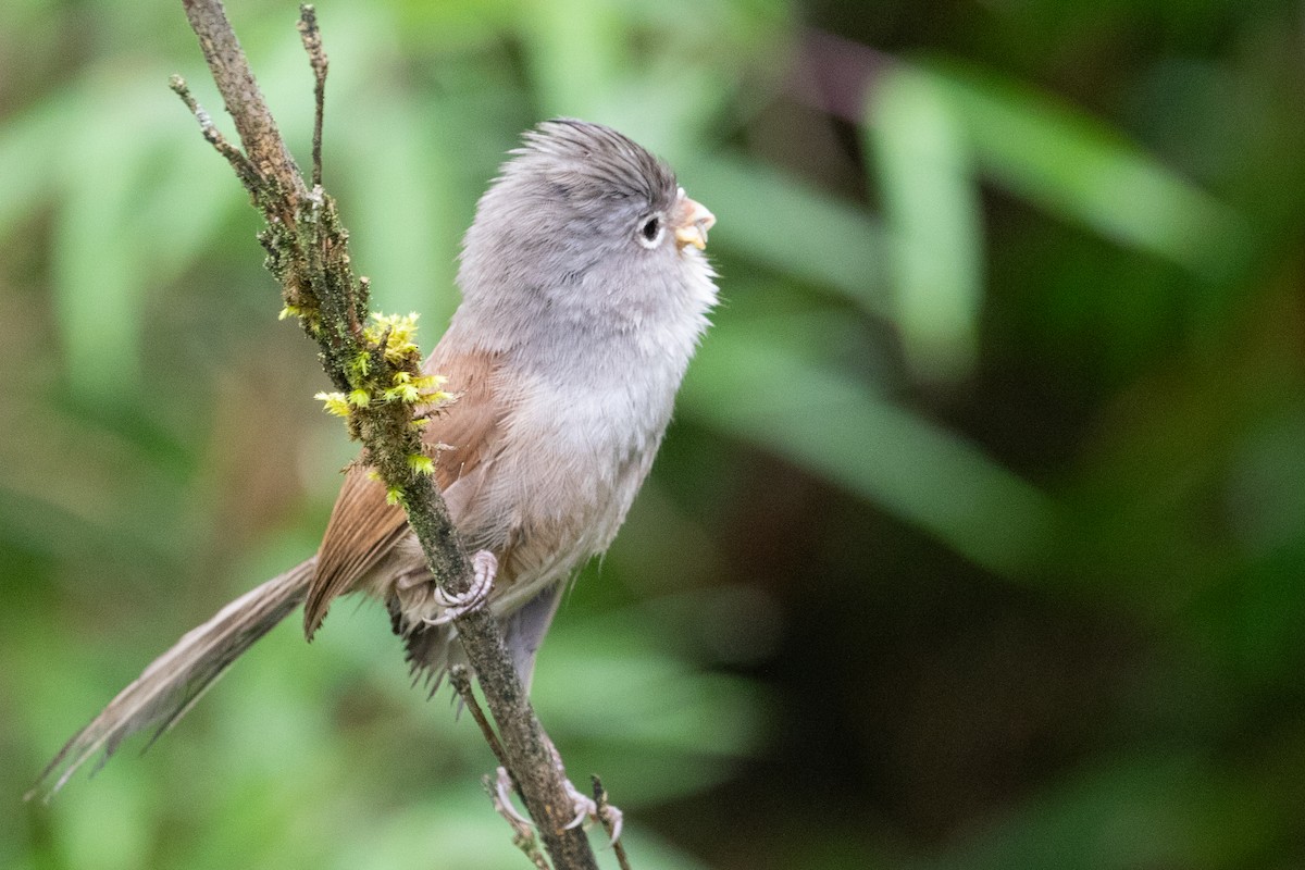 Gray-hooded Parrotbill - ML622101629