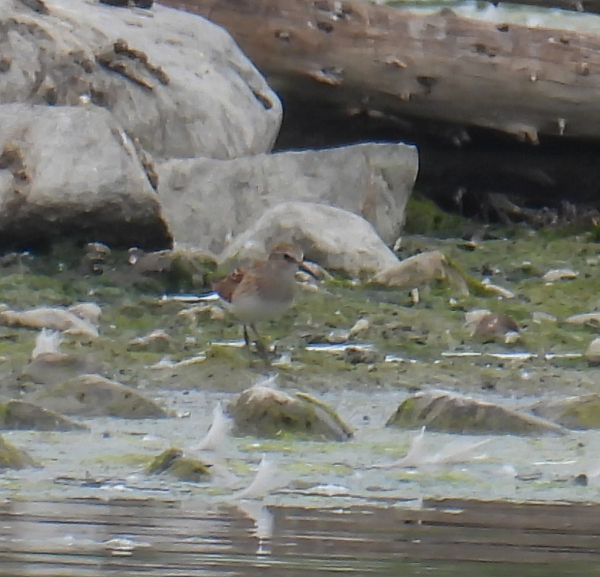 Least Sandpiper - ML622101635