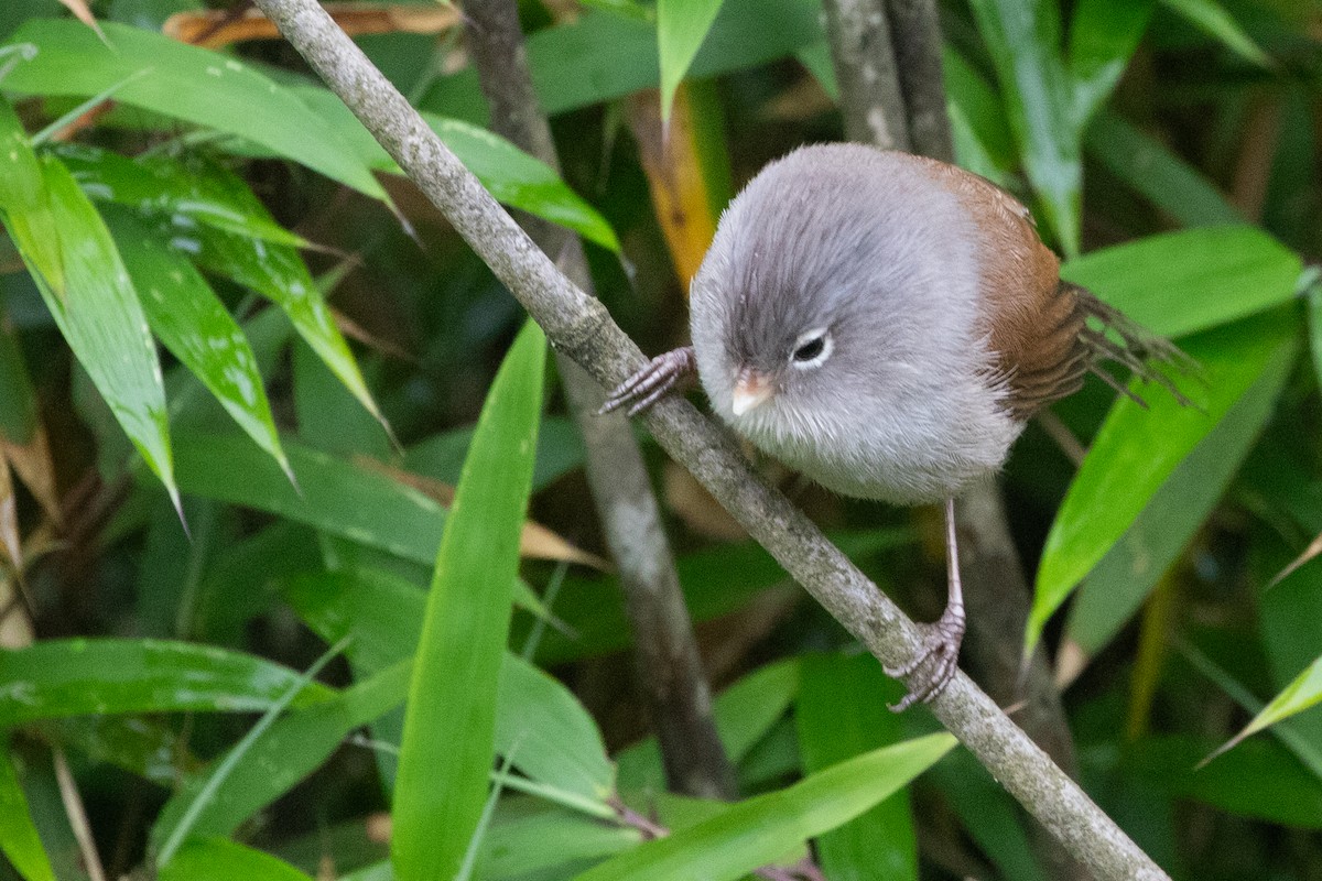 Gray-hooded Parrotbill - ML622101636