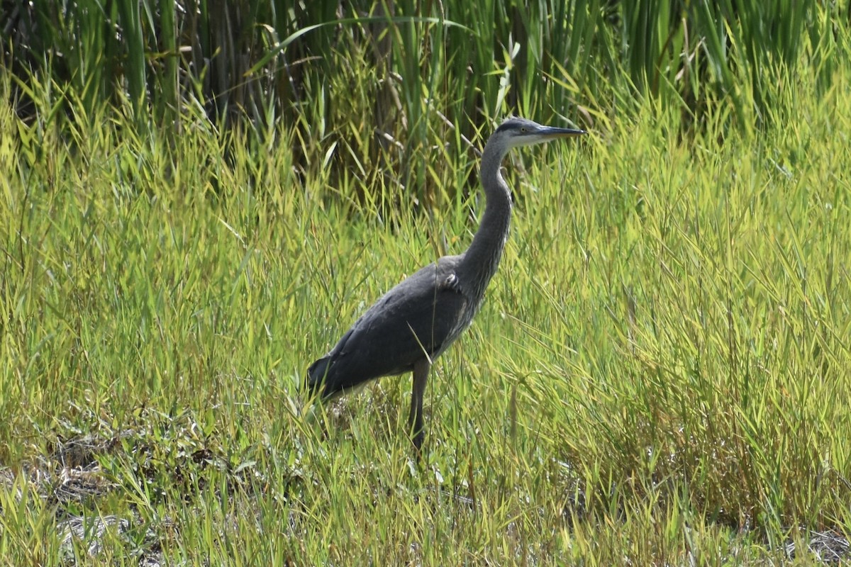 Great Blue Heron - ML622101637