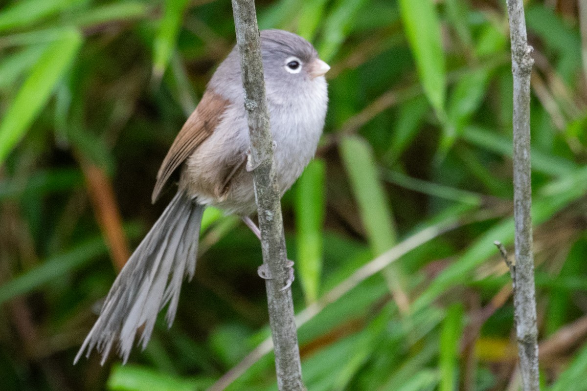 Gray-hooded Parrotbill - ML622101638