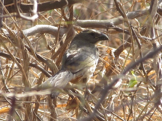 Bluish-gray Saltator - ML622101639