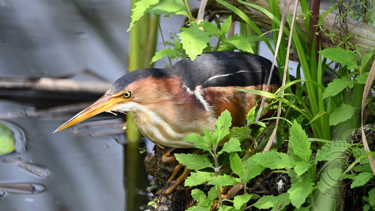 Least Bittern - ML622101640