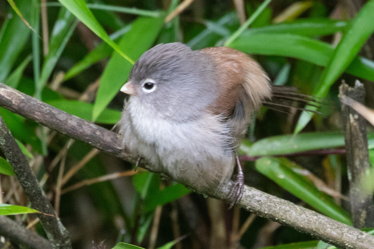 Gray-hooded Parrotbill - ML622101643