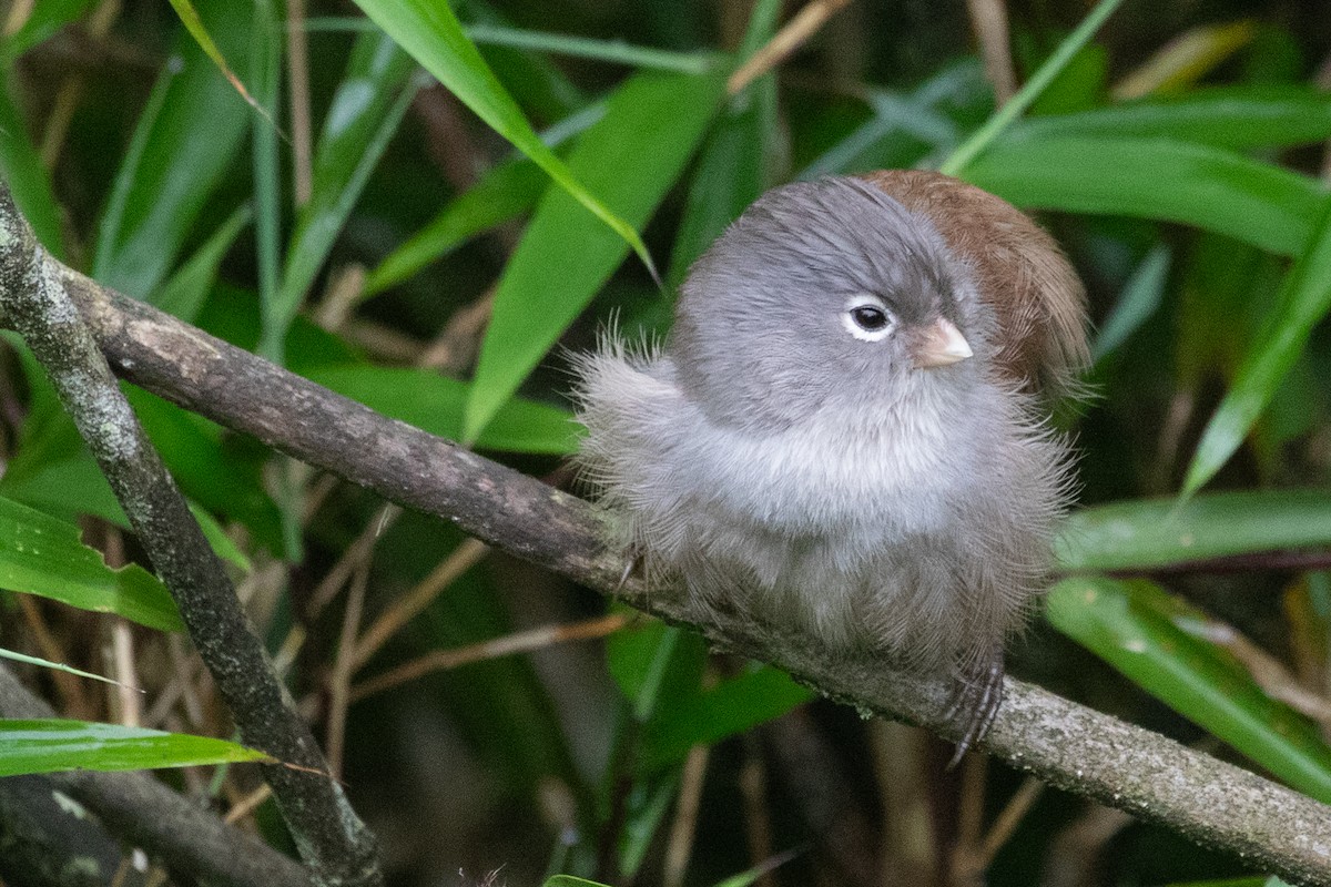 Gray-hooded Parrotbill - ML622101644