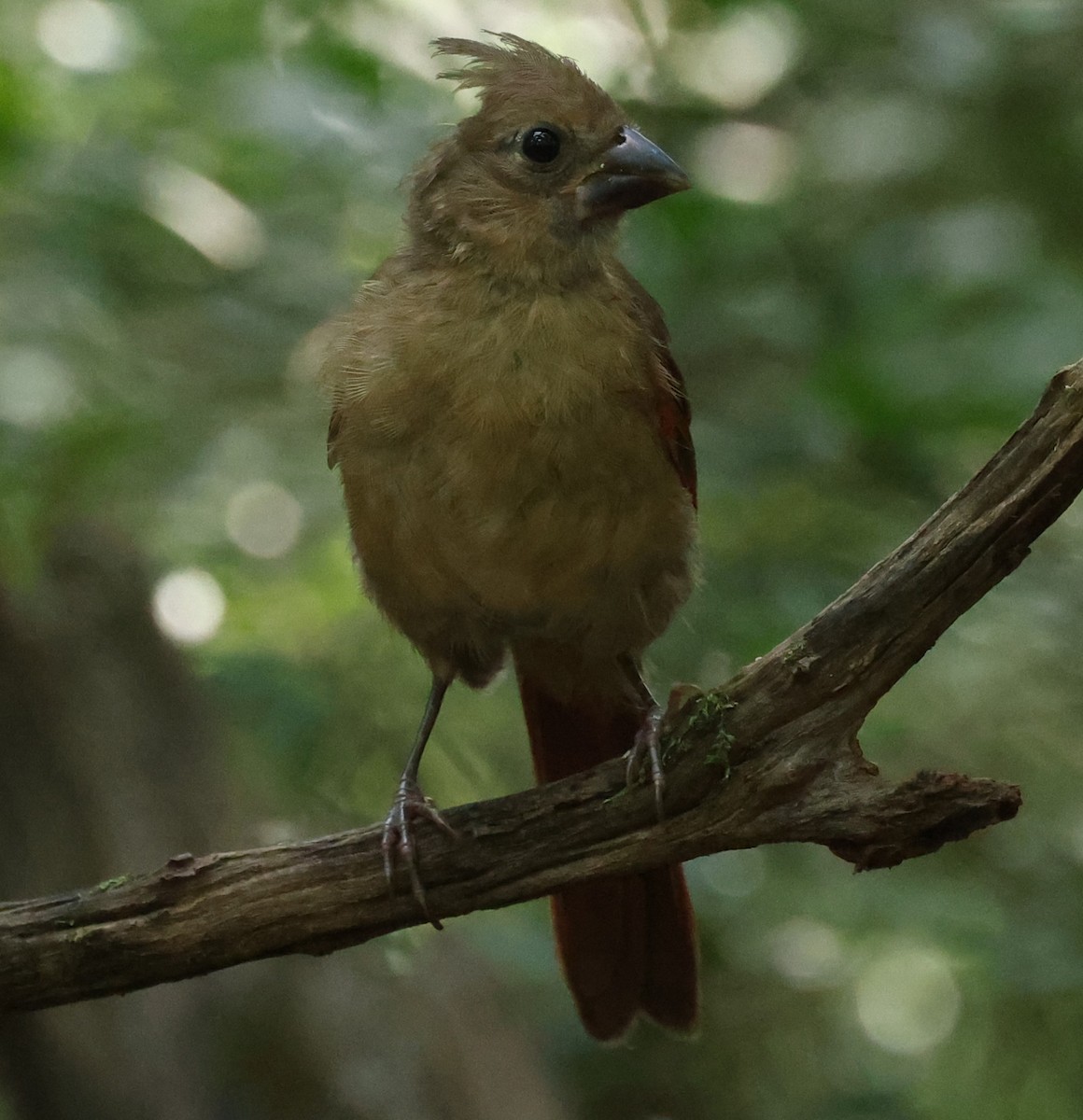 Northern Cardinal - Duane Yarbrough