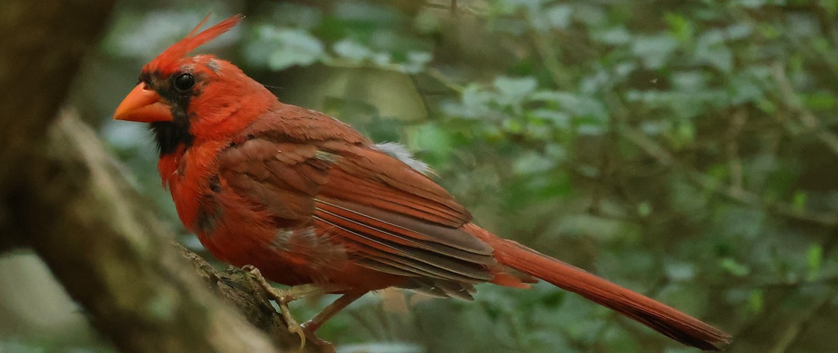 Northern Cardinal - ML622101646