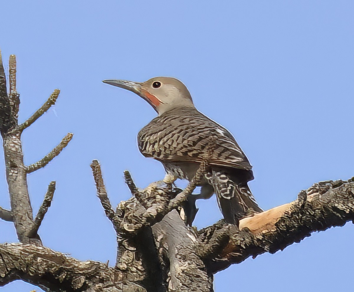 Northern Flicker - ML622101647