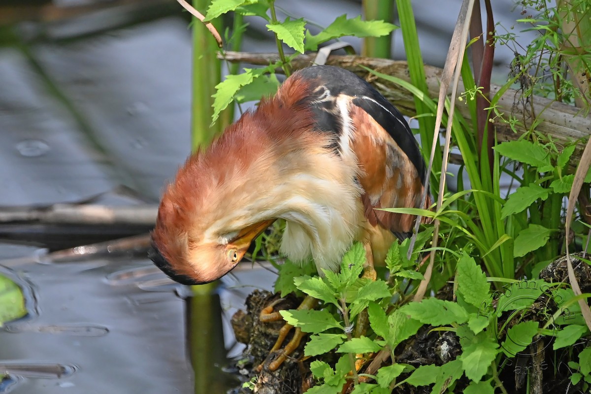 Least Bittern - ML622101648