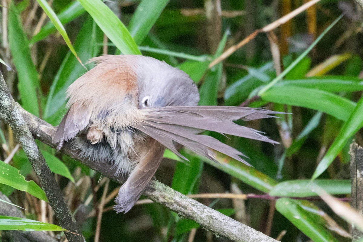 Gray-hooded Parrotbill - ML622101652