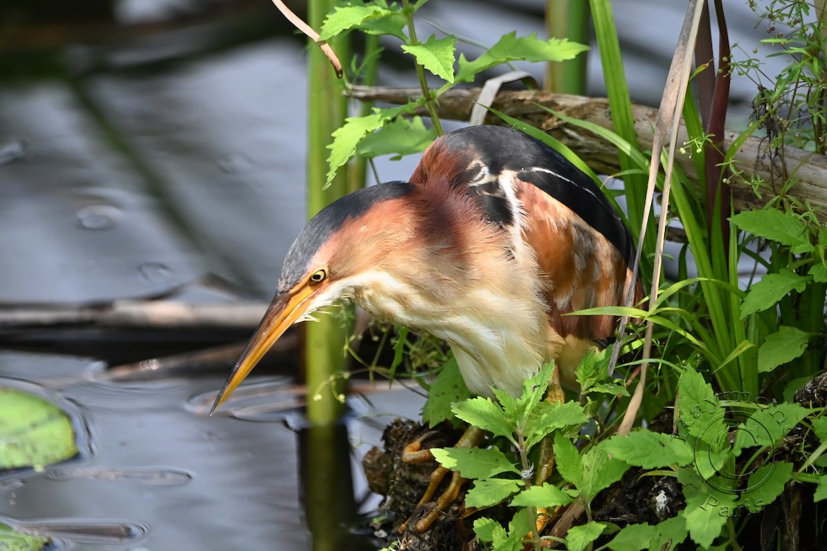 Least Bittern - ML622101653