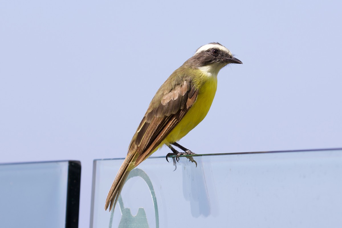 Social Flycatcher - ML622101654