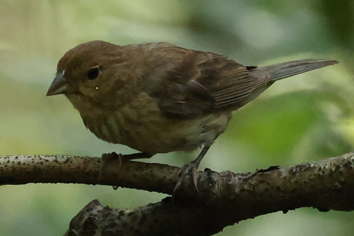 Indigo Bunting - ML622101661