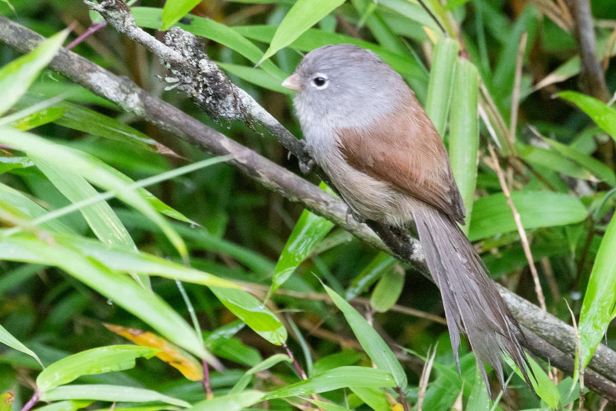 Gray-hooded Parrotbill - Sue Wright