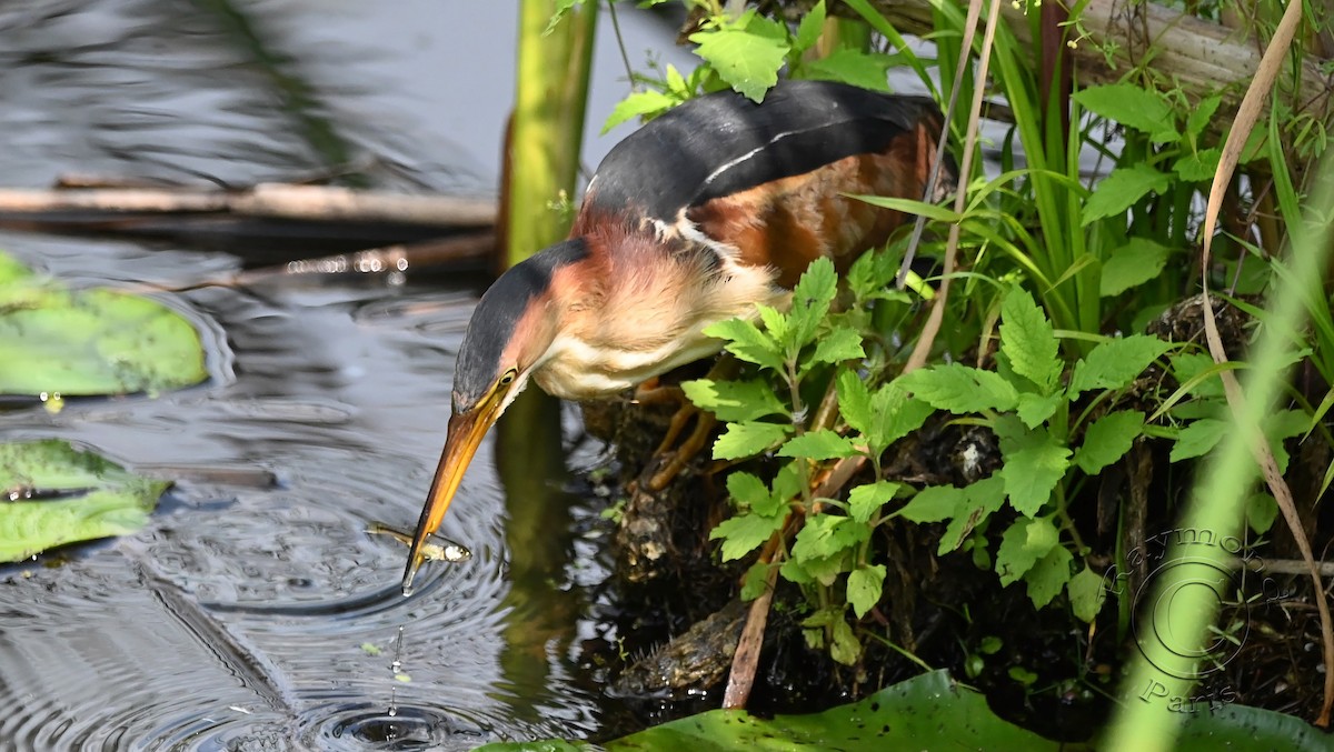 Least Bittern - Raymond Paris