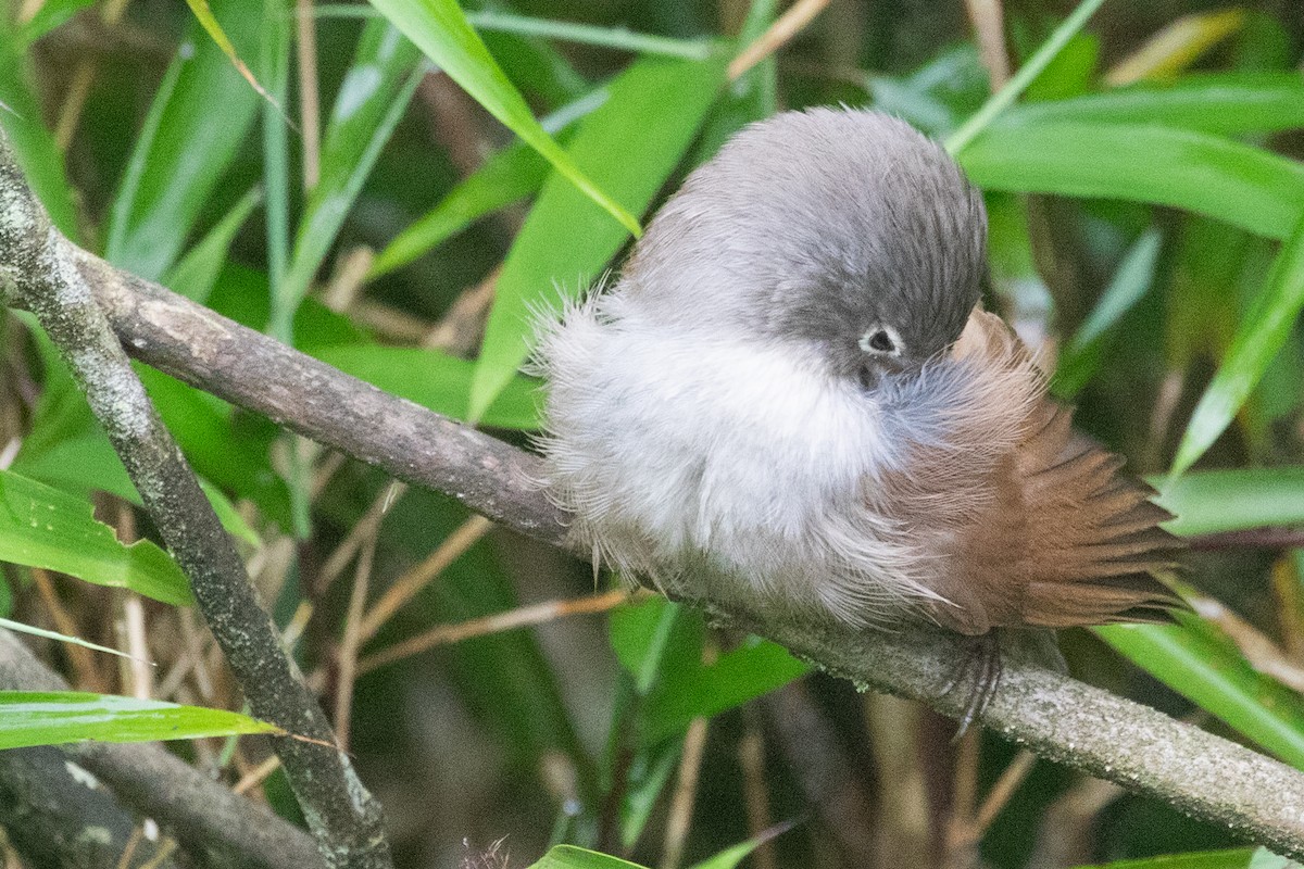 Gray-hooded Parrotbill - ML622101664