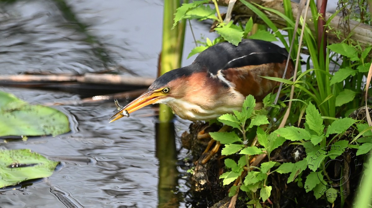 Least Bittern - ML622101665