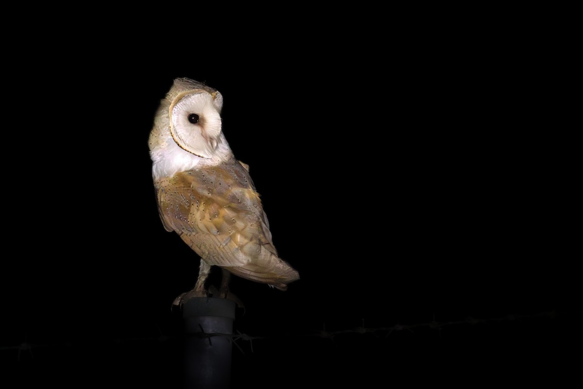 Barn Owl - ML622101666