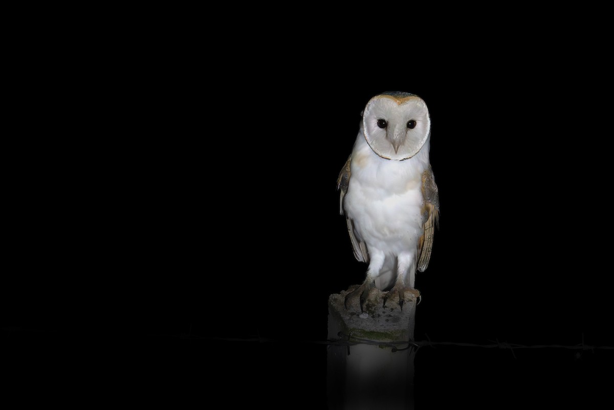 Barn Owl - ML622101667