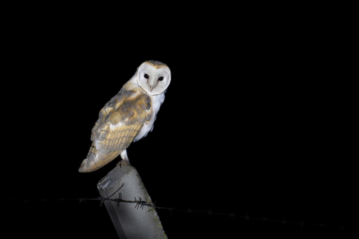 Barn Owl - ML622101668