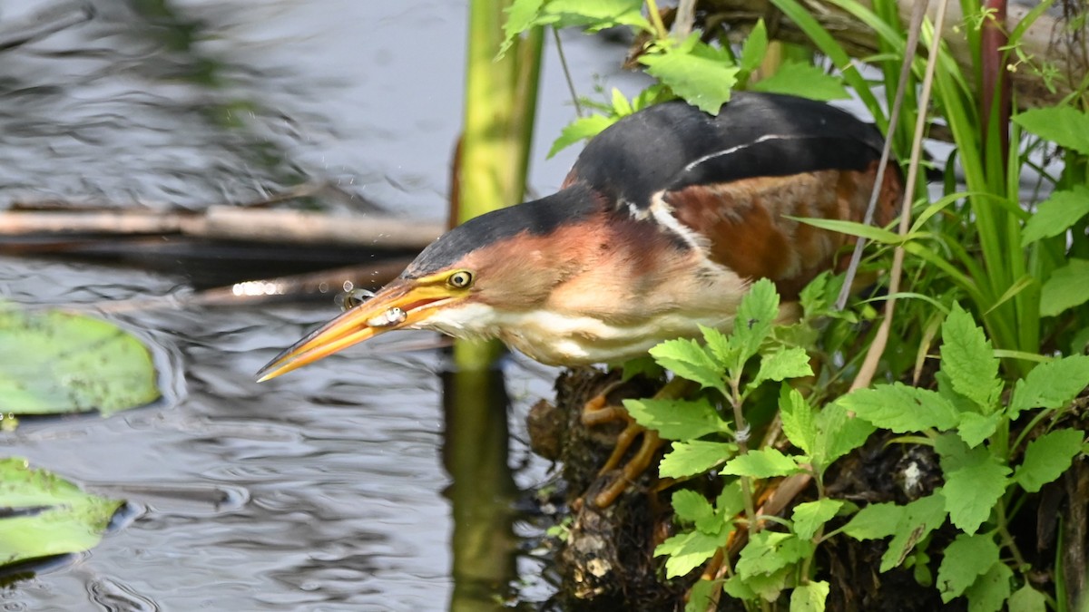 Least Bittern - Raymond Paris