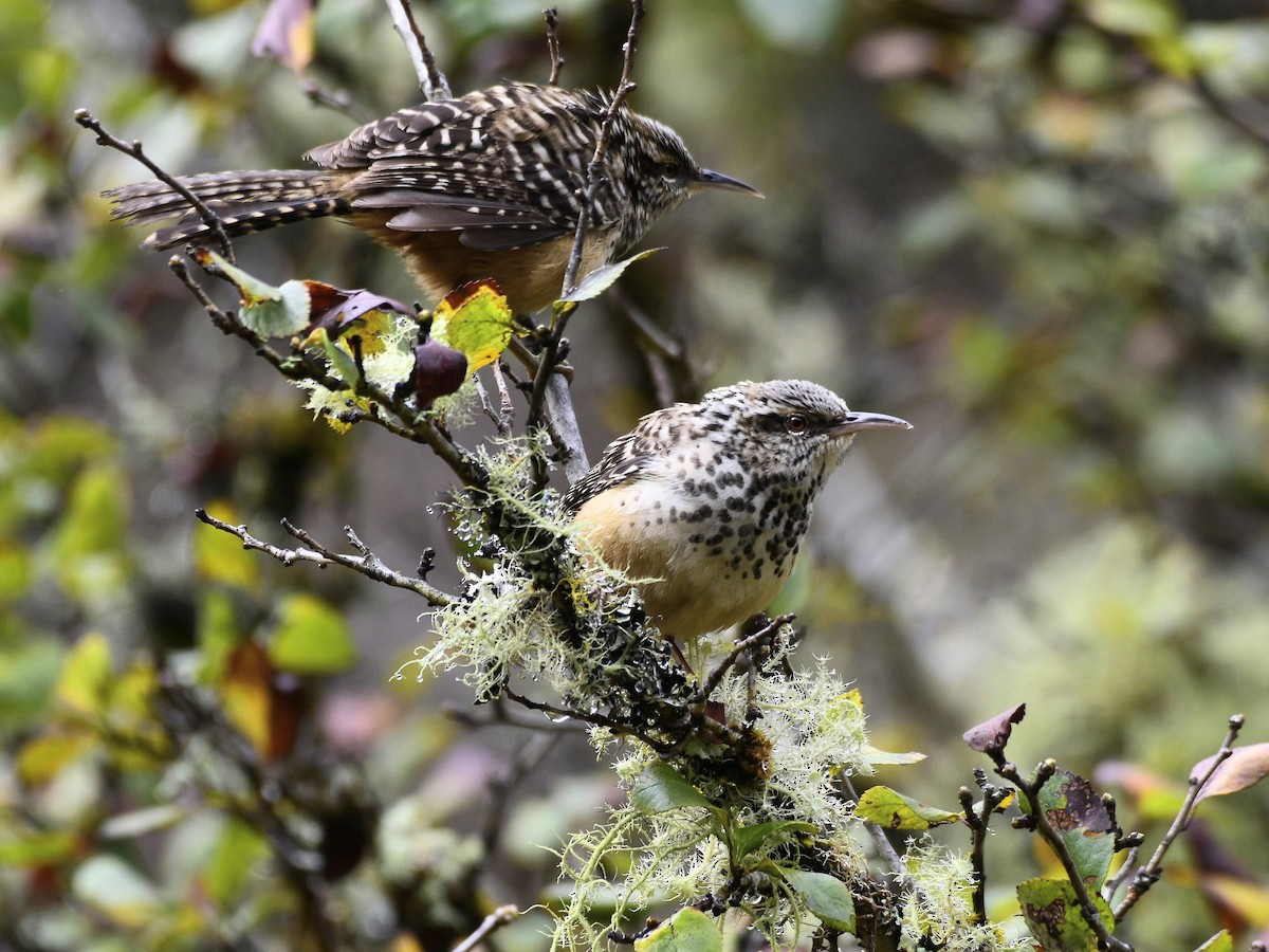 Band-backed Wren - ML622101670