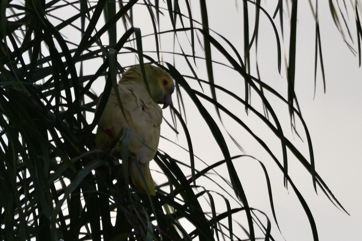 Turquoise-fronted Parrot - ML622101671