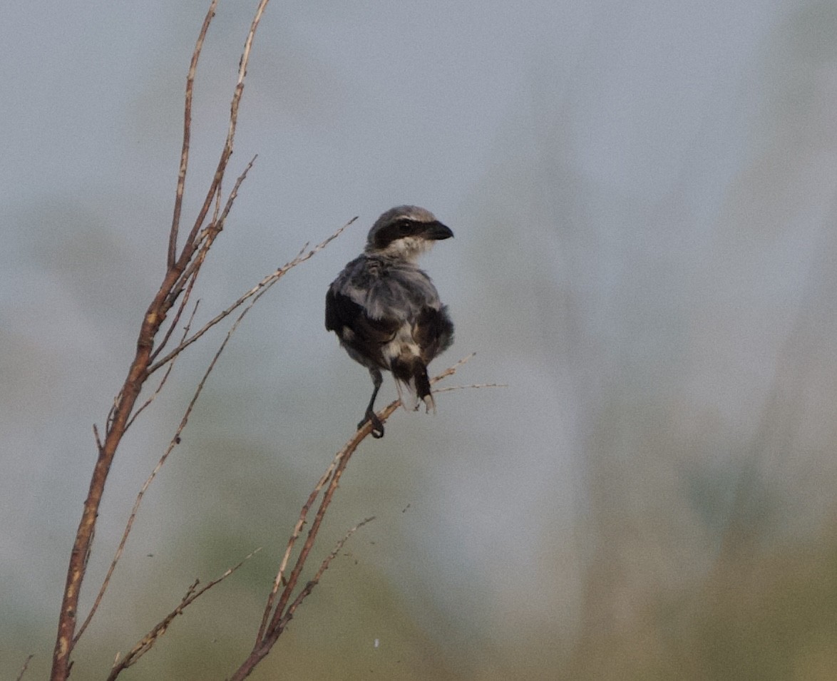 Loggerhead Shrike - ML622101673