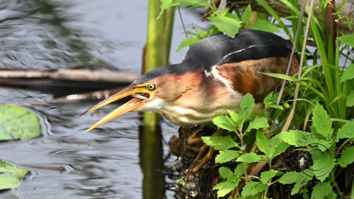 Least Bittern - ML622101674