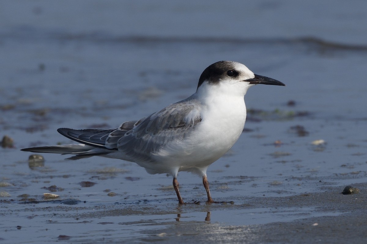 Common Tern - ML622101675