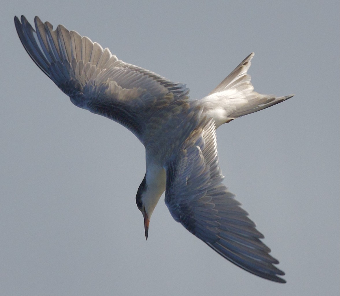 Common Tern - ML622101676